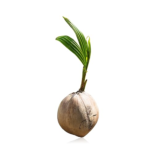 SEDLAV Coconut Tree Green Nucifera Live Palm - Sprouted Coconut Palm Tree Ready to Plant - Ideal for Indoors & Outdoors - Live Coconut Tree for Home, Can Grow Up to 100 ft (4 Coconuts)