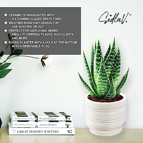 SEDLAV Round Ceramic Planter-6