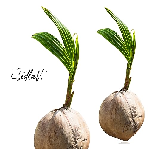 SEDLAV Coconut Tree Green Nucifera Live Palm - Sprouted Coconut Palm Tree Ready to Plant - Ideal for Indoors & Outdoors - Live Coconut Tree for Home, Can Grow Up to 100 ft (4 Coconuts)