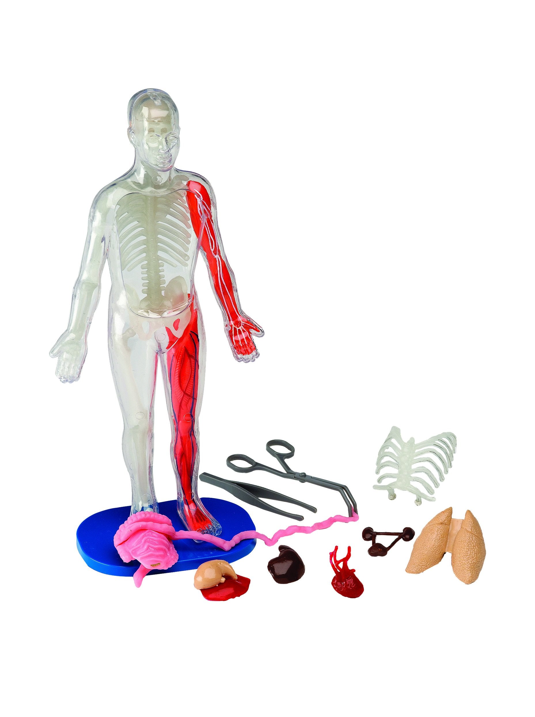 SmartLab Toys Squishy Human Body with 21 Removable Body Parts with Ana